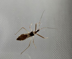 Epidaus sexspinus