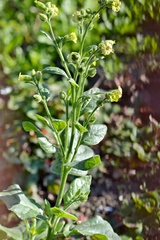 Nicotiana rustica