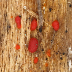 Myxomycetes