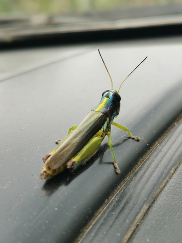 Proctolabus mexicanus