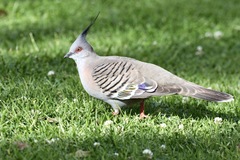 Ocyphaps lophotes