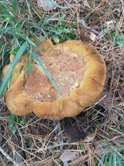 Phaeolus schweinitzii