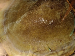 Phaeolus schweinitzii