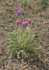 Oxytropis strobilacea