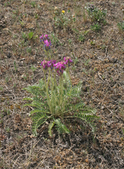 Oxytropis strobilacea