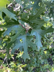 Quercus buckleyi