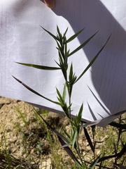 Dichanthelium acuminatum