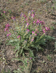 Oxytropis strobilacea