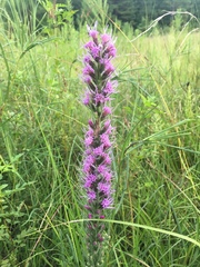 Liatris pycnostachya