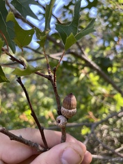 Quercus buckleyi