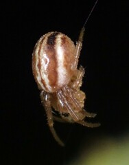 Araneus pratensis