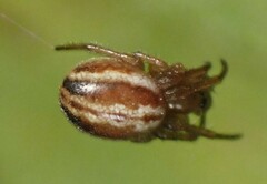 Araneus pratensis