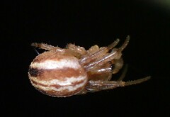 Araneus pratensis