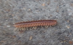 Dicellarius bimaculatus fictus