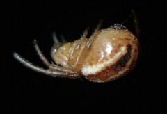Araneus pratensis
