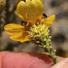 Holocarpha virgata virgata