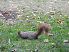 Sciurus vulgaris