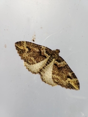 Catarhoe basochesiata