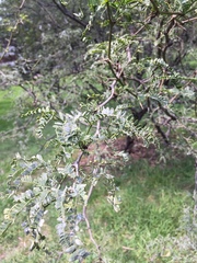 Prosopis juliflora