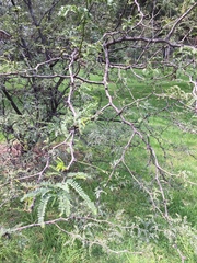 Prosopis juliflora