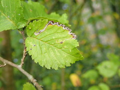 Stigmella lemniscella