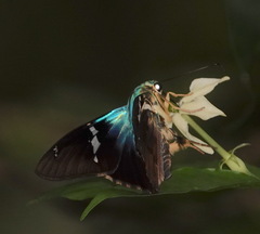 Astraptes fulgerator