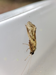 Hydropsyche exocellata