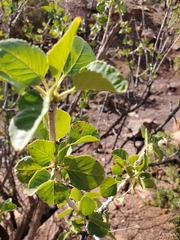 Fraxinus anomala