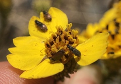 Holocarpha virgata virgata