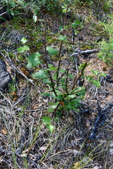 Betula pubescens pumila