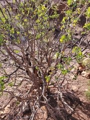 Fraxinus anomala