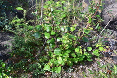 Betula pubescens pumila