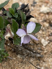 Viola arborescens