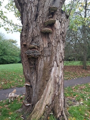 Ganoderma resinaceum