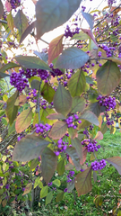 Callicarpa dichotoma