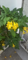 Tecoma stans