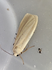 Eilema depressa