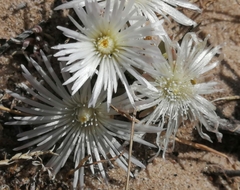 Mesembryanthemum canaliculatum