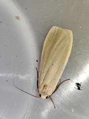 Eilema depressa