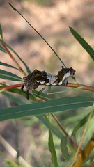 Limenitis