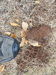 Pisolithus arhizus