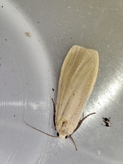 Eilema depressa