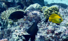 Acanthurus pyroferus