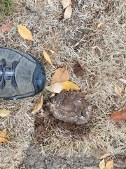 Pisolithus arhizus