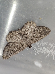 Rhoptria asperaria