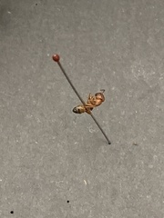 Camponotus snellingi