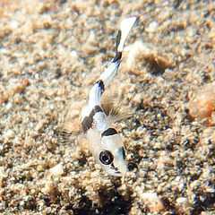 Plectorhinchus pica