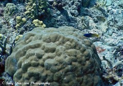 Halichoeres prosopeion