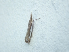 Crambus