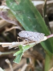 Curtara insularis